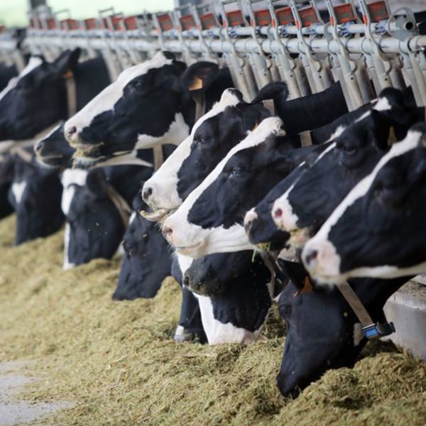 بانک احتیاجات غذایی فید افزار دام سنگین – گاو شیرده و گوشتی