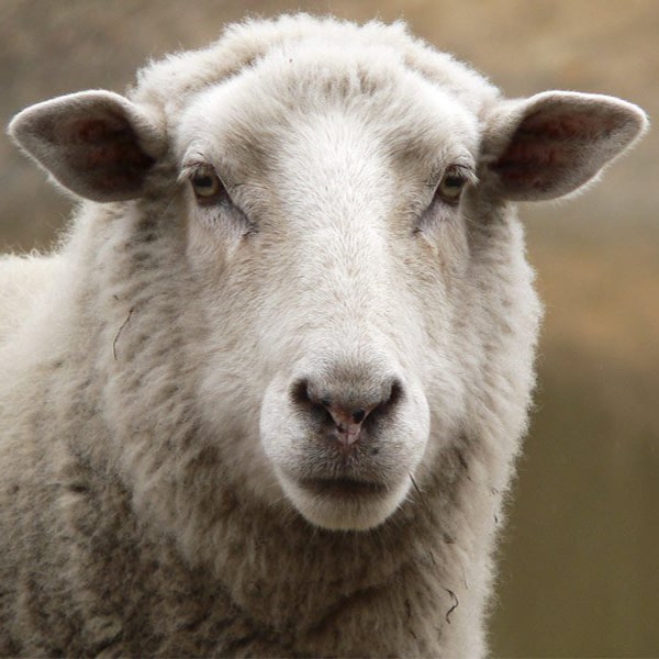 بانک احتیاجات غذایی فید افزار دام سبک – گوسفند