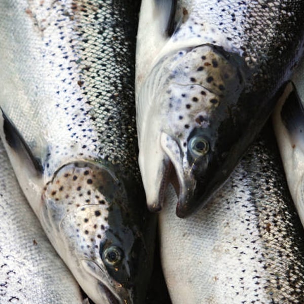 بانک احتیاجات غذایی فید افزار آبزیان - ماهی 